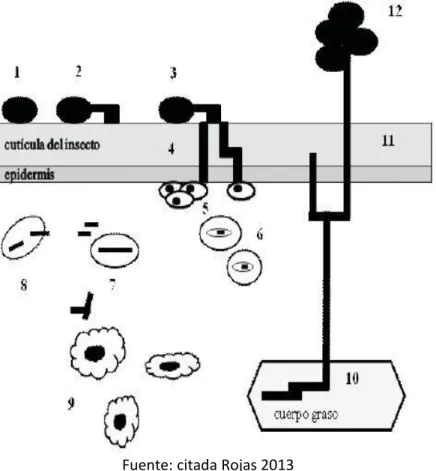 Figura 7:  Esquema de desarrollo de un hongo entomopatógeno. 