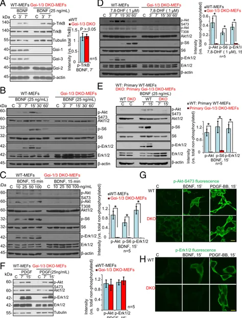 Fig. 1. G αi1 and Gαi3 DKO blocks BDNF-induced Akt –mTORC1 and Erk activation in MEFs