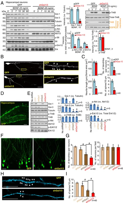 Fig. 5. G αi1/3 are required for BDNF signaling, en- en-docytosis, and dendrite outgrowth in the hippocampal neurons