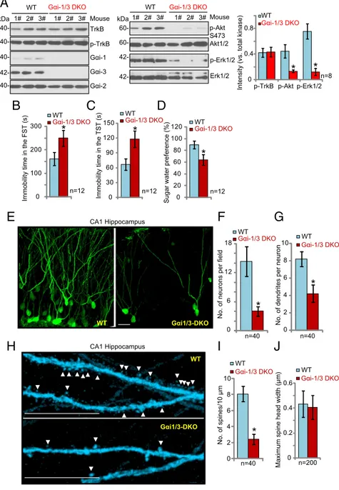 Fig. 7. Severe depressive-like behaviors in G αi1/3- αi1/3-DKO mice. (A) Depletion of G αi1 and Gαi3 in the DKO mice disrupts signaling