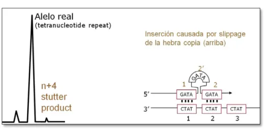 Figura 1: formación de un stutter  (+)  y su representación  electroforética 