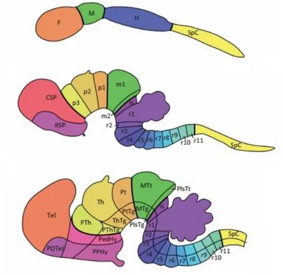 Figura  4.  Esquema  que  representa  las  divisiones  del  primordio  neuronal  a  lo  largo  del  desarrollo  del  encéfalo  de  ratón  (de  Puelles  et  al