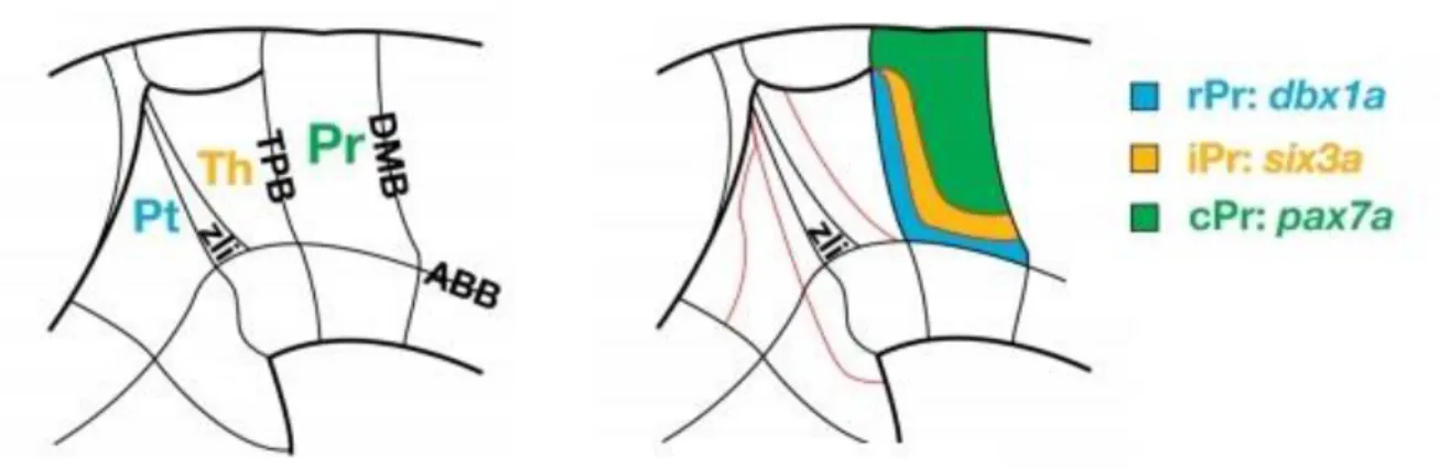 Figura  5.  Dibujo  esquemático  de  la  vista  lateral  del  prosencéfalo  caudal  embrionario  del  pez  zebra  tomado  de  Lauter  et  al