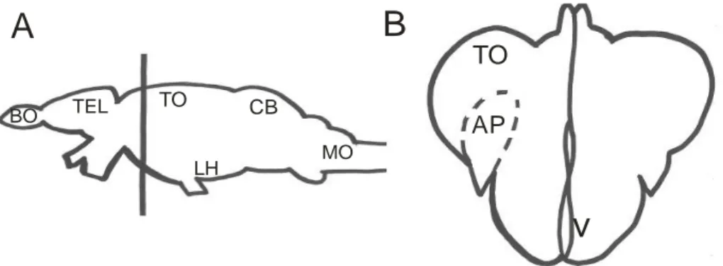 Figura 6. Dibujo de vista lateral del encéfalo de pez cebra (A) y de la sección transversal (B) al nivel  indicado  en A  con  una  linea  vertical,  indicando  la  posición  en  la  que  se  encuentra  el  área  pretectal