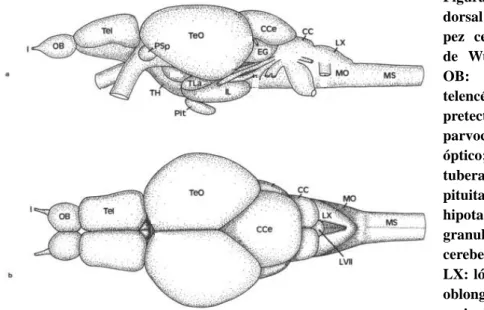 Figura  3.  Vista  lateral  (a)  y  dorsal  (b)  del  encéfalo  de  un  pez  cebra  adulto;  modificado  de  Wullimann,  et  al