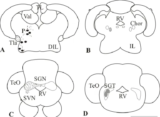 Figura 16. Representación de las fibras (líneas finas) marcadas tras la aplicación de DiI en el núcleo preglomerular  lateral