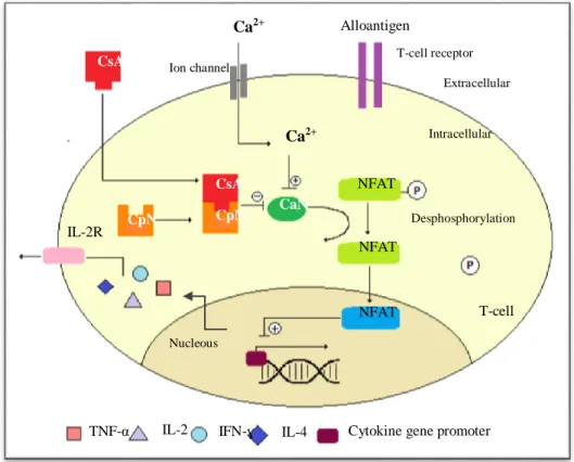 Figura 4: Mecanismo de acción de la ciclosporina. IL-2R: receptor para IL2  (Stepkowski, 2000)
