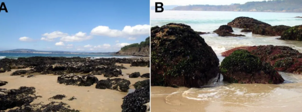 Figure 4. Beachs of Ber (A) and Nerga (B), both placed close to mussel rafts, with a high development of  Mytilus galloprovincialis in rocks from the mid intertidal