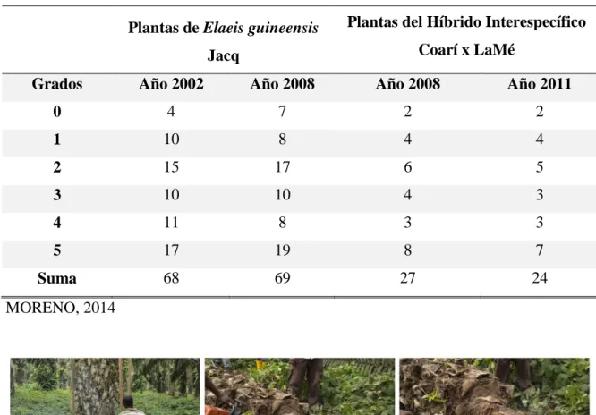 Cuadro 3. Plantas evaluadas en las empresas palmicultoras de la zona de San Lorenzo en  relación con la escala de severidad de ataque