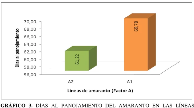 GRÁFICO  3.  DÍAS  AL  PANOJAMIENTO  DEL  AMARANTO  EN  LAS  LÍNEAS    (FACTOR A) 