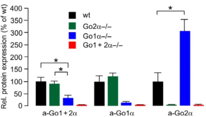 Fig. 5 Striatal expression of Go a-subunits in WT, Go2a-/-, Go1a-/- Go1a-/-and Go1+2a-/- mice
