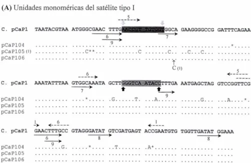 FIGURA  16. Secuencias consenso y monoméricas del ADN satélite  Apa 1  de  M. caernianus.