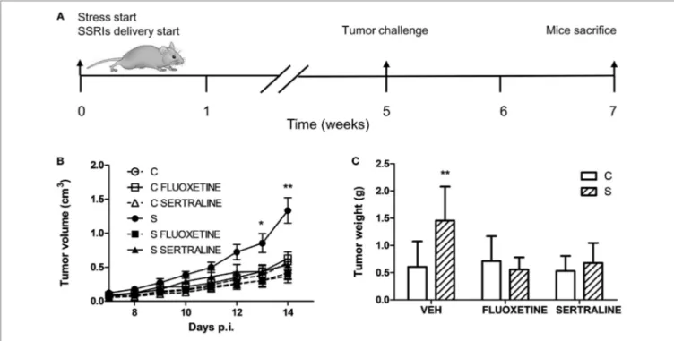 FigUre 1 | Effect of fluoxetine and sertraline on stress-induced tumor progression. (a) Schematic representation of experimental protocol