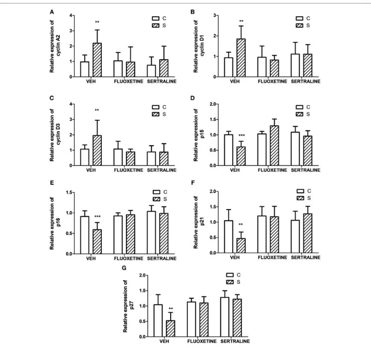 FigUre 2 | Effect of chronic stress on the expression of proteins associated with cell cycle progression