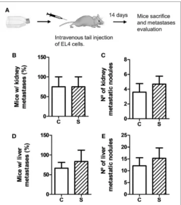 FigUre 3 | Experimental metastasis assay using EL4 cells. Experimental  metastasis were evaluated 14 days after intravenous tail injection of 5  × 10 5 EL4 cells in mice subjected (S) or not (C) to chronic stress treatment