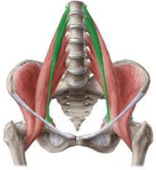 Figura 6: Músculo psoas mayor 