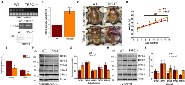Fig. 3. TRPC1 −/− mice have increased adiposity with age. (A) mRNA expression of TRPC1 and TRPC3 from Subc-AT of WT and TRPC1 −/− mice, and western blot of TRPC1 protein expression