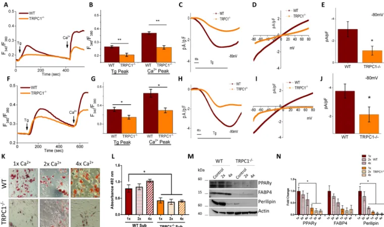 Fig. 4. Loss of TRPC1 in subcutaneous adipocytes reduces SOCE and adipogenesis. (A,B,F,G) Fura-2 fluorescence traces of transient increase in [Ca 2+ ] i