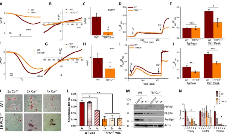 Fig. 5. Visceral adipocytes from TRPC1 −/− mice have reduced SOCE and ability to differentiate