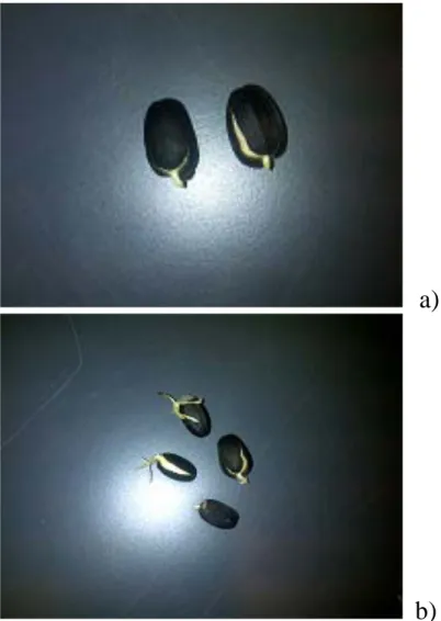 Foto 4). El porcentaje de germinación se calculó como una proporción del  total de semillas germinadas sobre el número total incubado en cada  tratamiento