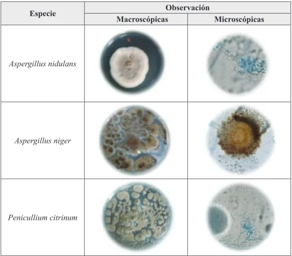 Tabla 2. Observación macroscópicas y microscópicas  de las especies fúngicas encontradas con mayor frecuencia.