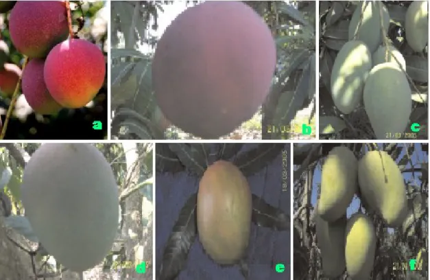 Figura 1. Variedades de mango más conocidas. (a) Haden (b) Tommy, (c) Manila, (d) Kent,  (e) Keitt, (f) Ataulfo