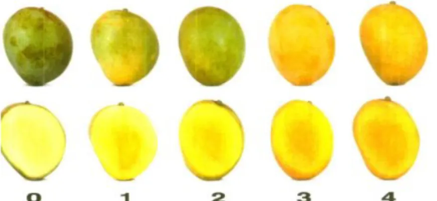 Figura 8. Carta del estado de maduración del mango azúcar de acuerdo a la NTC 5139