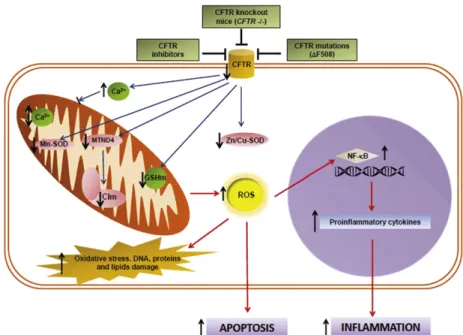 Fig. 1. Representative scheme for mitochondrial alterations in CF. The effects of a CFTR failure on ROS production, apoptosis and inﬂammation are shown, together with the main relationships between mitochondrial activity and antioxidant defense system in C