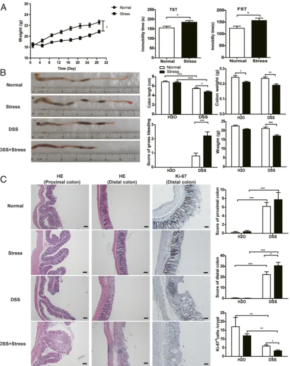 Fig. 1. Chronic stress accelerated DSS-induced colitis. (A) Body weight of mice in normal and stress groups before DSS and immobility time of mice after 1 mo stress in TST and FST using an EthoVision XT 11.5 system (n = 10)
