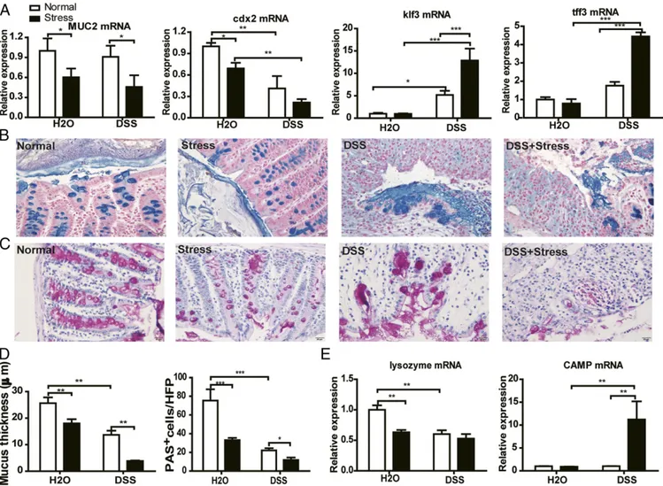 Fig. 5. Chronic stress degraded the colonic mucus barrier. (A) RT-PCR results of MUC2, Cdx2, Klf3, and Tff3 (n = 5)