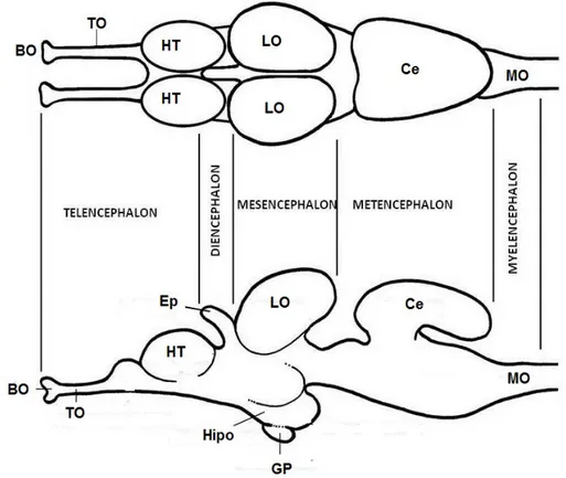 Figura 3. Esquema del encéfalo de teleósteos;  Bulbos olfativos (BO), Tractos olfativos (TO),  Hemisferios  telencefálicos  (HT),  Corpus  cerebelar  (Ce),  Lóbulos  ópticos  (LO),  Hipotálamo  (Hipo), Epífisis (Ep), Glándula pineal (GP), Médula oblonga (M