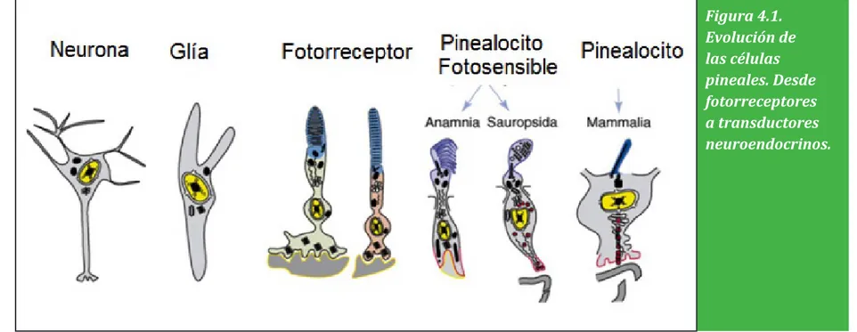 Figura 4.1.  Evolución de  las células  pineales. Desde  fotorreceptores  a transductores  neuroendocrinos.