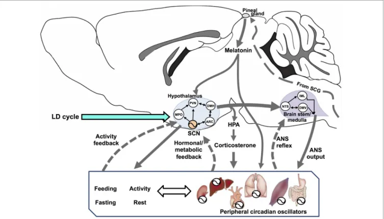 FiGURe 1 | Circadian rhythms are driven by a vast network of oscillators regulated by multiple interconnected feedback loops that, in turn, synchronize the entire  organism