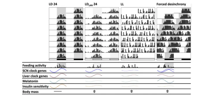 FiGURe 2 | Schematic changes found in mice and rats chronically exposed to different lighting protocols which might induce circadian and metabolic alterations
