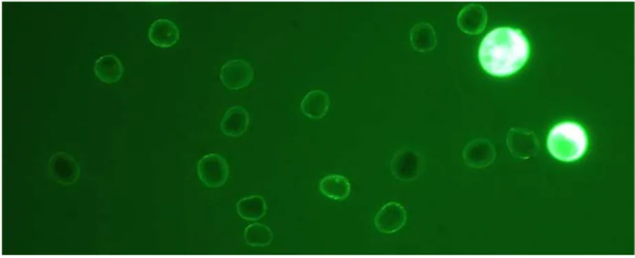 Figura 4. Granos de polen de Anthoxanthum odoratum (Sarria) vistos con el microscopio de  fluorescencia a 100 aumentos