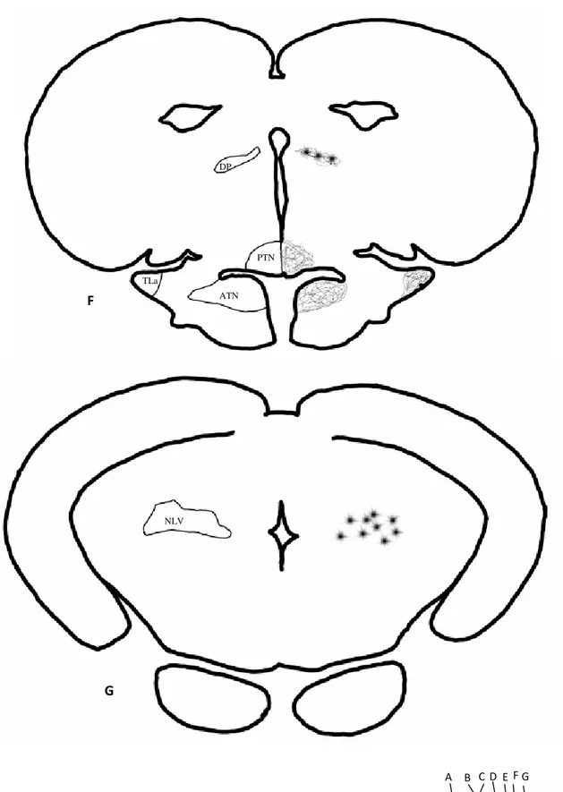 Figura 6. Resultados del marcaje con el trazador neuronal DiI en Dp. C  E ATN PTN TLa DP F NLV G  B GACDEF