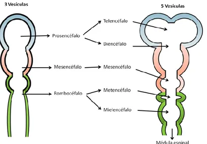 Figura 1. Desarrollo temprano del encéfalo. 