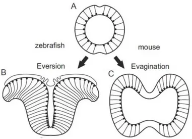 Figura  2.  Desarrollo  del  telencéfalo  a  partir  del  tubo  neural  (A)  mediante  un  proceso de eversión en el pez cebra (B) y evaginación en ratón (C) (Mueller et al; 