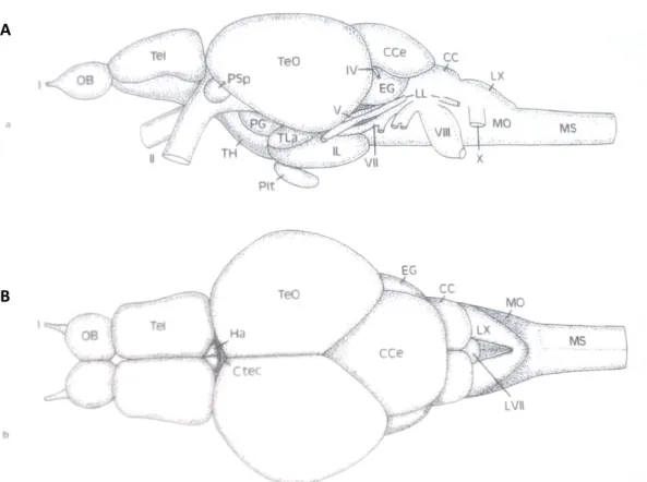Figura 3. Anatomía del cerebro del pez cebra. A: vista transversal; B: vista dorsal. CC: 