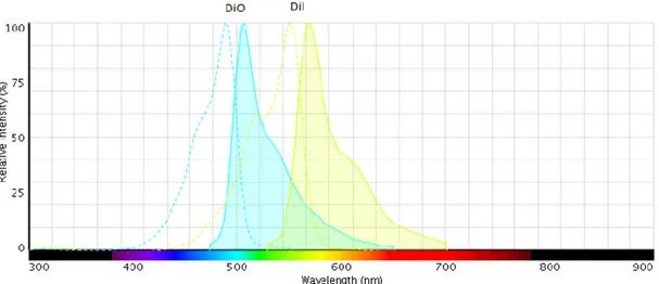 Figura 4. Espectro de absorción (¿curva punteada?) y excitación del DiO (curva azul) y  DiI (curva amarilla)  