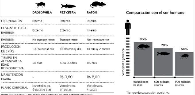 Figura  3.  Comparación  do  peixe  cebra  (Danio  rerio)  con  dous  dos  modelos  biolóxicos  máis  utilizados  no  laboratorio  (Drosophila  melanogaster  e  Mus  musculus)  e  as  súas  vantaxes  con  respecto  a  eles
