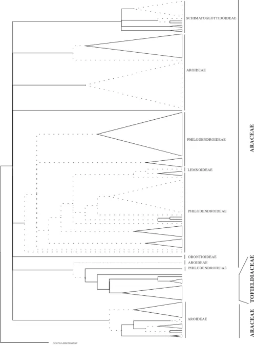 Figura 5a. Topoloxía resultante da análise de 1111 caracteres pertencenetes ás familias Araceae e  Tofieldiaceae das secuencias nucleares ITS