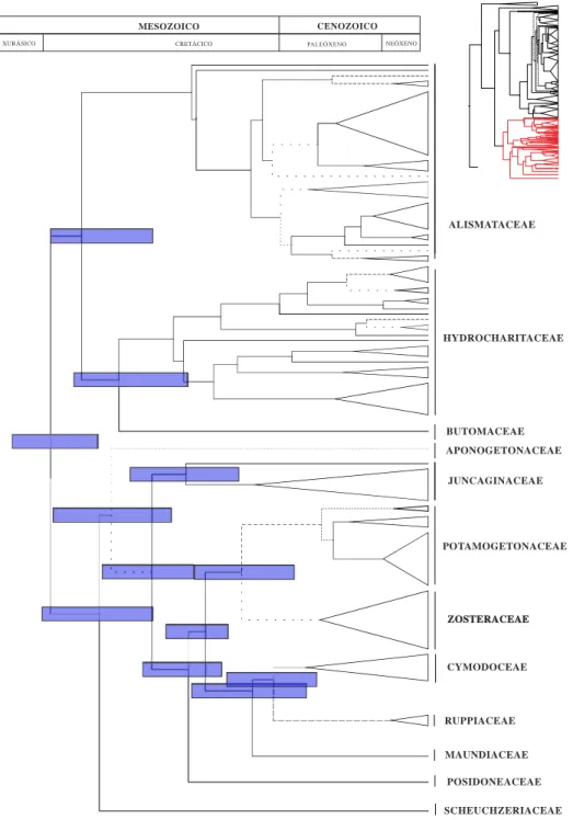 Figura 6b. Topoloxía datada resultante da análise de 3290 caracteres das secuencias cloroplásticas (matK e  rbcL) concatenadas