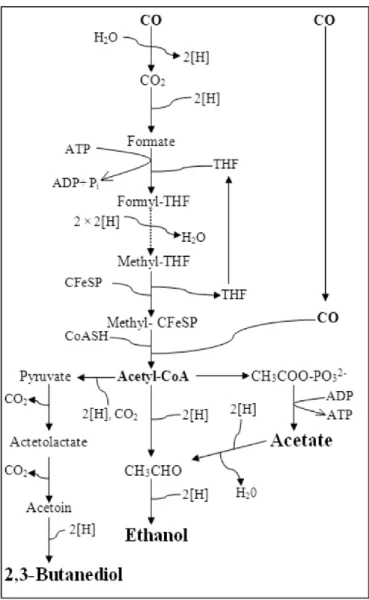 Figure  1.  Wood-Ljungdahl  pathway  and  metabolites  formation  from  acetyl-CoA. 