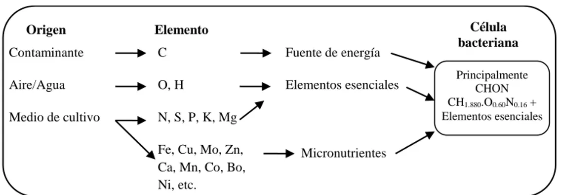 Figura 3. Nutrientes utilizados por microorganismos. 