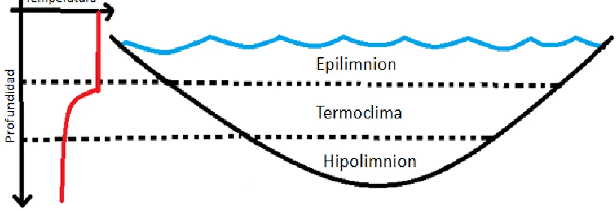 Figura 1. Estratificación térmica en un cuerpo de agua. Fuente: Adaptado de Smith y Smith (2007)