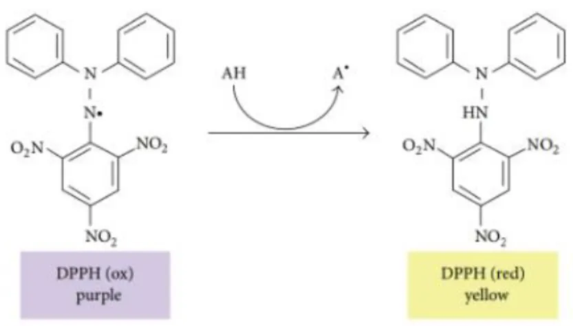 Figura 5: Reacción de reducción de DPPH (Teixeira et al., 2013). 