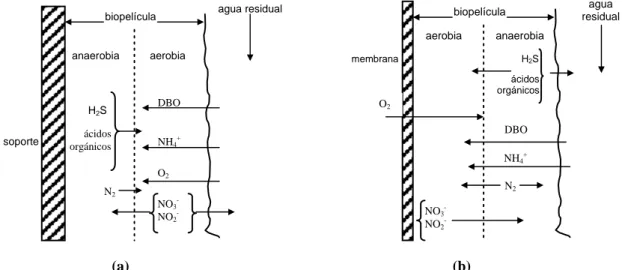 Figura  1.5.-  Ejemplo  de  perfil  de  nutrientes  y  estratificación  de  una  biopelícula