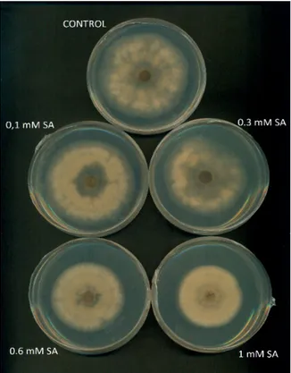 Figura 8. Placas con Botrytis cinerea tras 72 horas de incubación a diferentes concentraciones  de ácido salicílico