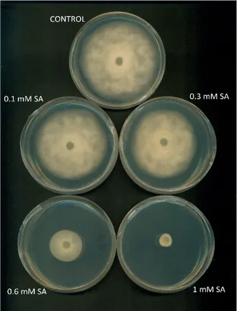 Figura 10. Placas con Phytophthora capsici tras 72 horas de incubación a diferentes  concentraciones de ácido salicílico